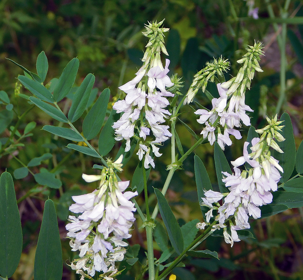Plant Image